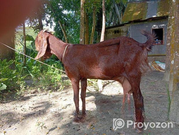 তোতা ছাগল বিক্রি
