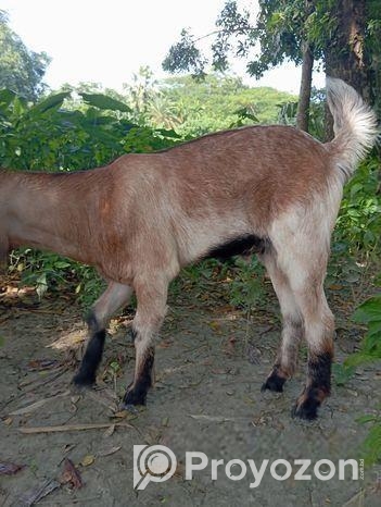 তোতা ছাগল বিক্রি