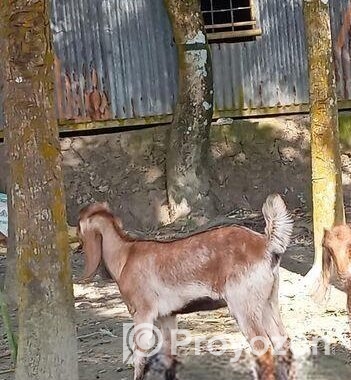 তোতা ছাগল বিক্রি