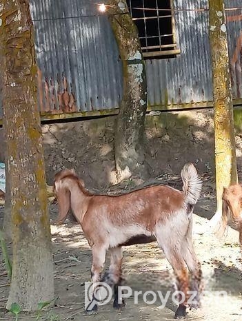 তোতা ছাগল বিক্রি