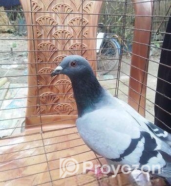 মাদি কবুতর রানিং