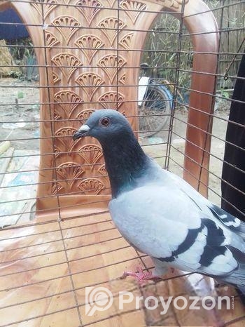 মাদি কবুতর রানিং