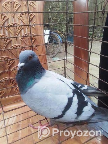 মাদি কবুতর রানিং