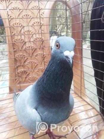 মাদি কবুতর রানিং