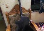 Guitar for sale
