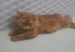 Persian Cat
