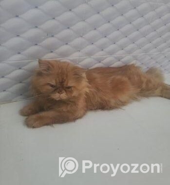 Persian Cat