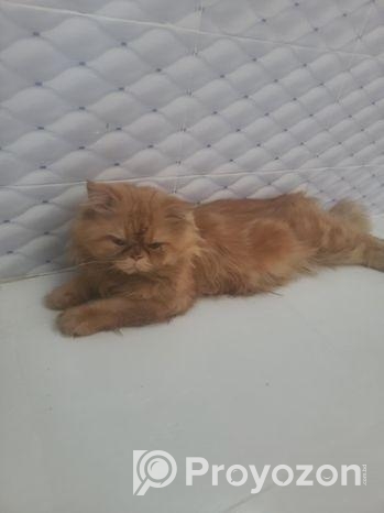 Persian Cat