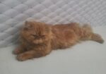Persian Cat