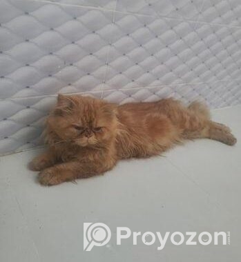 Persian Cat