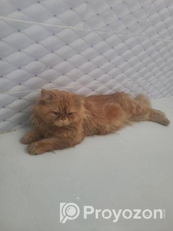 Persian Cat