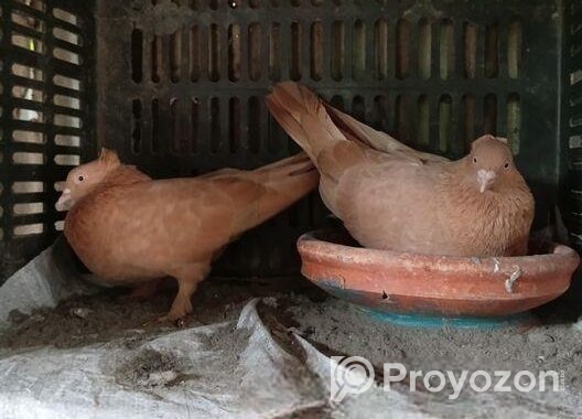 এক জোড়া অরিজিনাল গিয়ারসলি কবুতর হাই ফ্লায়ার