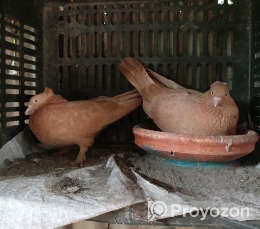 এক জোড়া অরিজিনাল গিয়ারসলি কবুতর হাই ফ্লায়ার