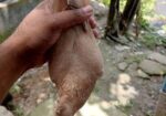 এক জোড়া অরিজিনাল গিয়ারসলি কবুতর হাই ফ্লায়ার
