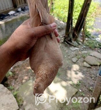 এক জোড়া অরিজিনাল গিয়ারসলি কবুতর হাই ফ্লায়ার
