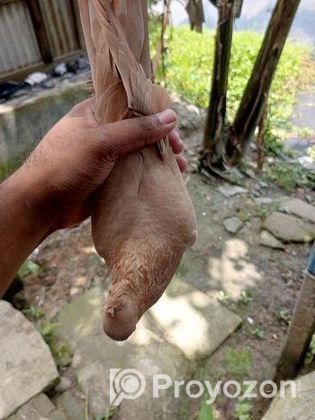 এক জোড়া অরিজিনাল গিয়ারসলি কবুতর হাই ফ্লায়ার