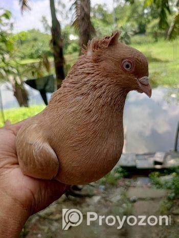 এক জোড়া অরিজিনাল গিয়ারসলি কবুতর হাই ফ্লায়ার