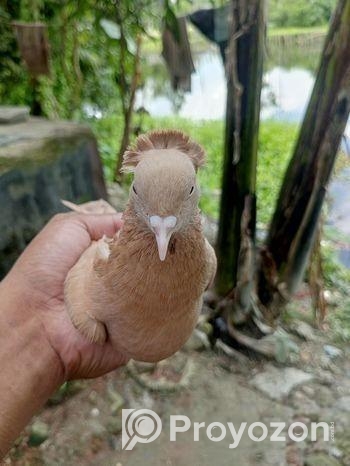 এক জোড়া অরিজিনাল গিয়ারসলি কবুতর হাই ফ্লায়ার