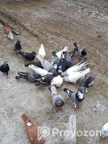 দেশি ও গিরিবাজ কবুতর