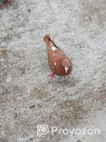 দেশি ও গিরিবাজ কবুতর