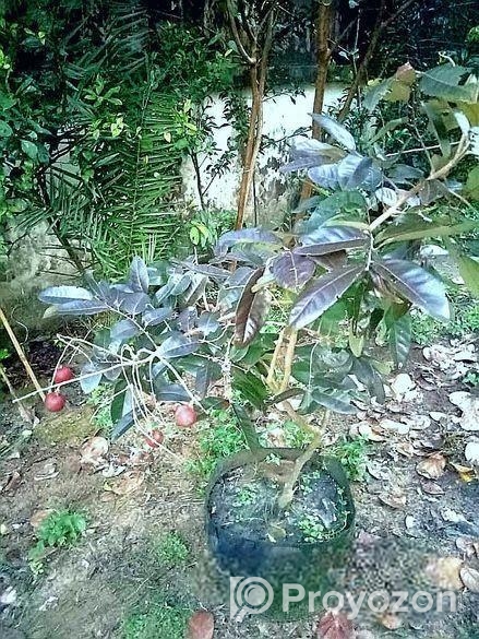 Rubi Longan Tree রুবি লংগান গাছ