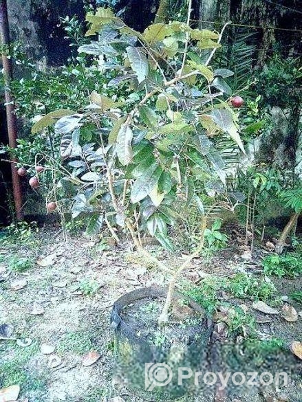 Rubi Longan Tree রুবি লংগান গাছ