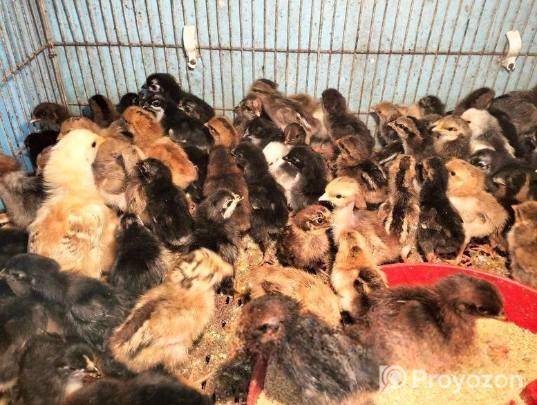 বয়লার, টাইগার,ফাওমি , দেশি মুরগী বাচ্চা