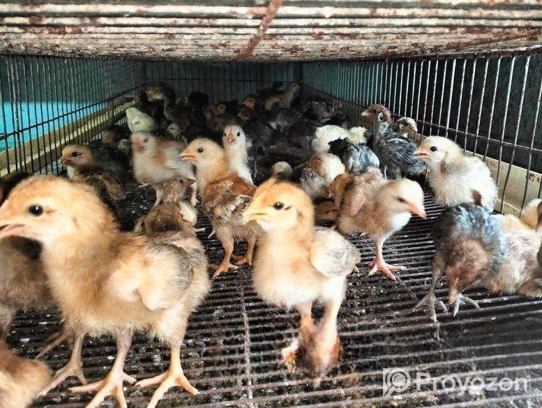 বয়লার, টাইগার,ফাওমি , দেশি মুরগী বাচ্চা