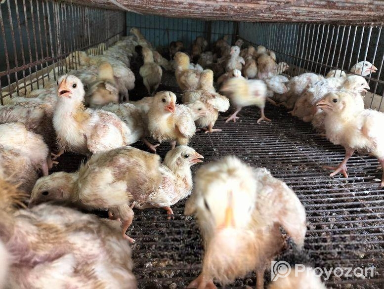 বয়লার, টাইগার,ফাওমি , দেশি মুরগী বাচ্চা