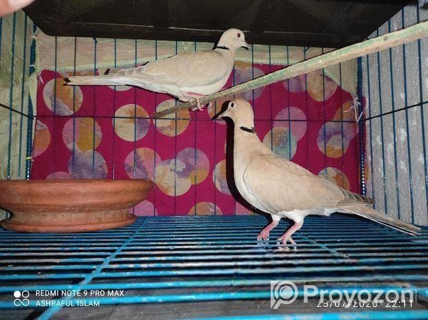 অস্ট্রেলিয়ান ঘুঘু রানিং পিয়ার