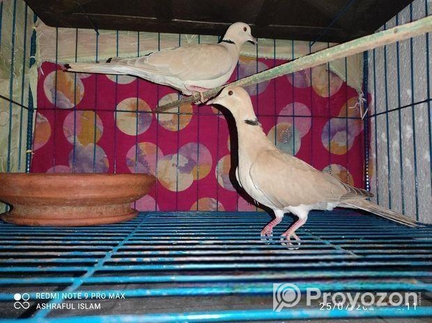 অস্ট্রেলিয়ান ঘুঘু রানিং পিয়ার