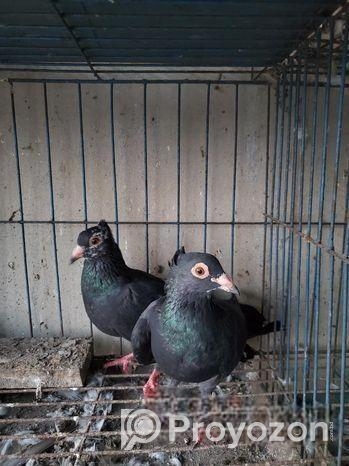 মাদ্রাজ কবুতর