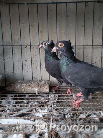 মাদ্রাজ কবুতর