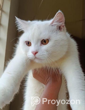 পার্শিয়ান বিড়াল বিক্রি করা হবে