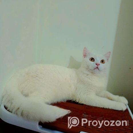 পার্শিয়ান বিড়াল বিক্রি করা হবে