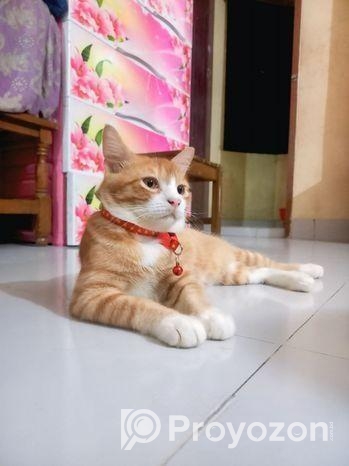 মিক্স ব্রিড বিড়াল