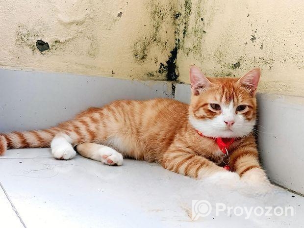 মিক্স ব্রিড বিড়াল