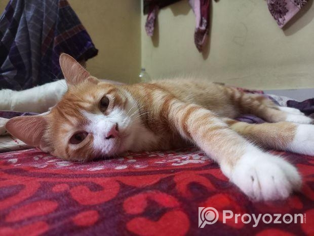 মিক্স ব্রিড বিড়াল