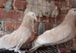 ১০ পিস কবুতর বিক্রি হবে