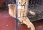Cat Sell Post