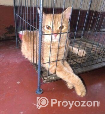 Cat Sell Post