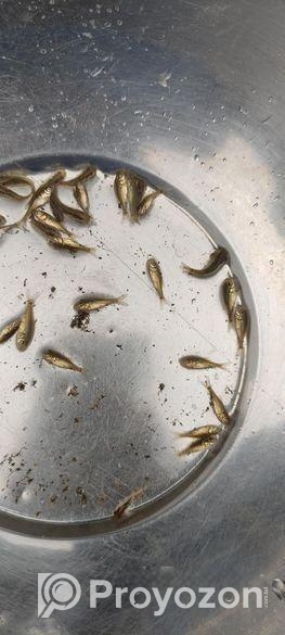 মাছের পোনা