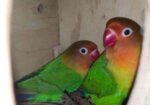 Love Bird