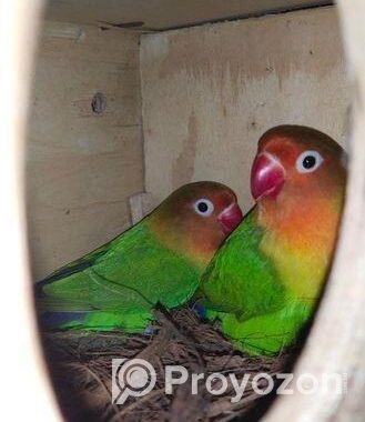 Love Bird