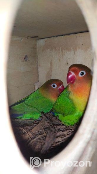 Love Bird