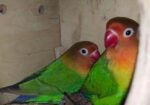 Love Bird