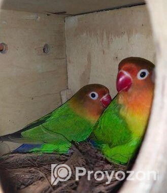 Love Bird