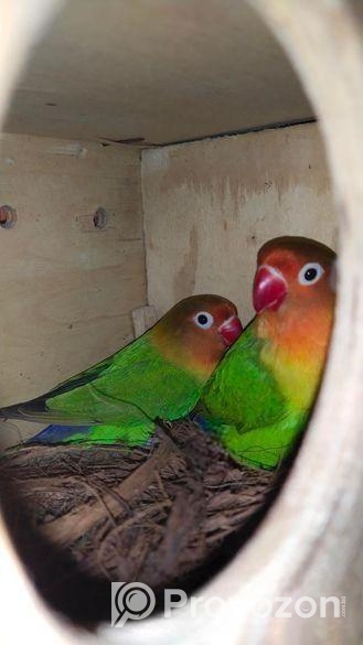 Love Bird