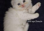 Pure persian cat