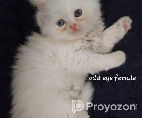 Pure persian cat